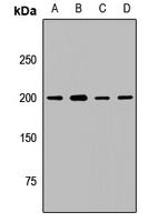 Anti-UBE2O Antibody