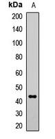 Anti-IRF9 Antibody