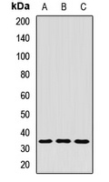 Anti-COPE Antibody