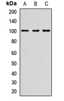 DSC1 antibody