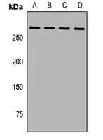 Anti-HARE Antibody
