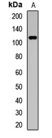 Anti-TRPC5 Antibody