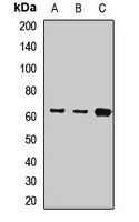 Anti-Cytokeratin 9 Antibody