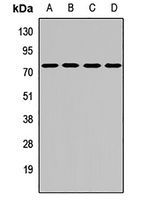 KLHL9 antibody