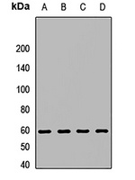 ERVFRD-1 antibody