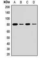 Anti-LOXL1 Antibody