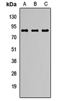 Anti-N-SMase2 Antibody
