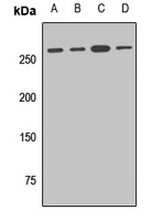 Golgin subfamily A member 4 antibody