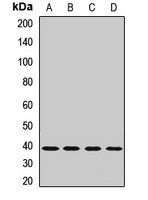 Anti-Glycogenin-1 Antibody