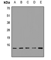 Anti-HINT1 Antibody