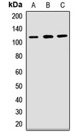 Anti-PCDH1 Antibody
