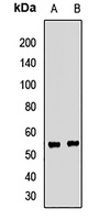 Anti-Septin 4 Antibody