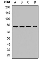 Anti-XPNPEP2 Antibody