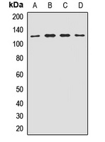 Anti-EIF3B Antibody