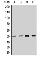 EIF2B3 antibody