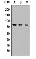 Anti-EIF2B5 Antibody