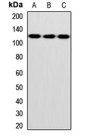 INVS antibody