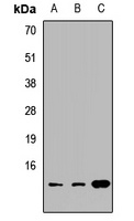 Anti-CISD1 Antibody