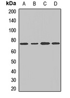 Anti-COG6 Antibody