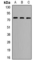 LRRC4 antibody