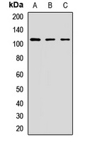 STRIP1 antibody