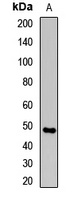 Anti-STRAD alpha Antibody