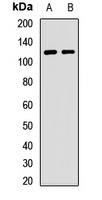 Anti-Contactin 4 Antibody