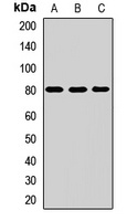 KCNV2 antibody