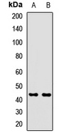 INPP1 antibody