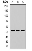 CNDP2 antibody