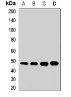Anti-ERAL1 Antibody