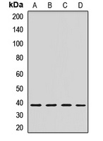 STOML2 antibody