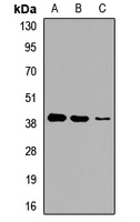 GNA14 antibody