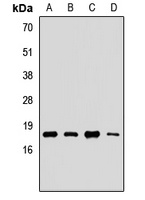 UBE2G2 antibody