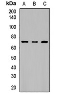 BTN2A1 antibody