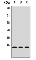 JTB antibody