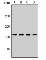 Anti-PLB Antibody