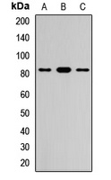 Anti-CD307c Antibody