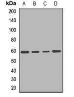 Anti-PDE1A Antibody