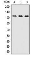 Anti-PEX6 Antibody