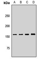 ARAP1 antibody