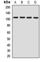 Anti-Beta-COP Antibody