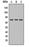 Anti-I kappa B- zeta Antibody