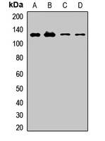 Anti-MEGF10 Antibody