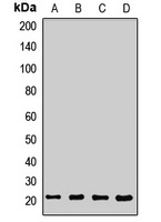 Anti-SEC11A Antibody