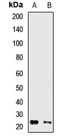 RAB13 antibody