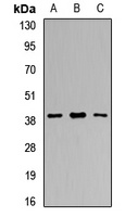 RCN1 antibody