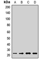 IL17C antibody