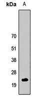 Anti-Cripto 1 Antibody