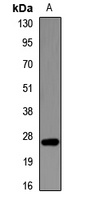 FAM3B antibody